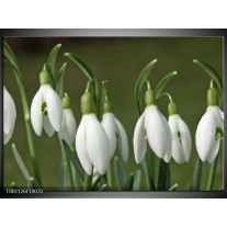 Foto canvas schilderij Bloem | Groen, Wit 