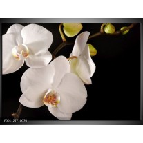 Foto canvas schilderij Orchidee | Wit, Zwart 