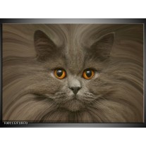 Foto canvas schilderij Kat | Grijs, Bruin, Wit 