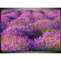 Foto canvas schilderij Lavendel | Paars, Groen 