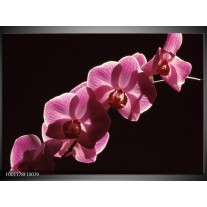 Glas schilderij Orchidee | Paars, Wit, Zwart 