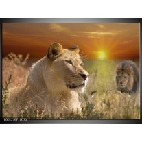 Foto canvas schilderij Leeuw | Geel, Oranje, Creme 