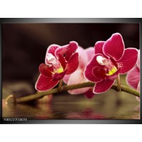 Glas schilderij Orchidee | Zwart, Rood 