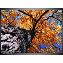 Foto canvas schilderij Boom | Oranje, Grijs 