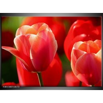 Foto canvas schilderij Tulpen | Rood, Wit, Zwart 