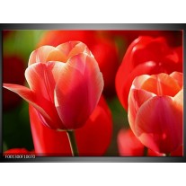 Glas schilderij Tulpen | Rood, Wit, Zwart 
