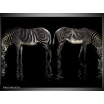 Foto canvas schilderij Zebra | Zwart, Wit 