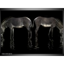 Foto canvas schilderij Zebra | Zwart, Wit