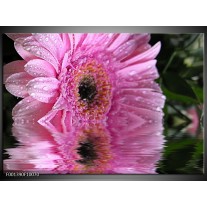 Foto canvas schilderij Bloem | Paars, Wit, Grijs 