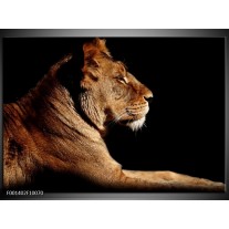 Foto canvas schilderij Leeuw | Bruin, Zwart 