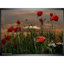 Foto canvas schilderij Klaproos | Rood, Groen, Grijs 