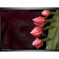 Foto canvas schilderij Bloem | Rood, Groen 