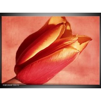 Foto canvas schilderij Tulp | Rood, Oranje, Geel 