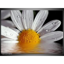 Foto canvas schilderij Bloem | Geel, Wit 