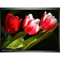 Glas schilderij Tulpen | Rood, Wit, Groen 