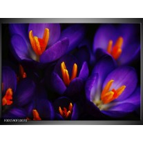 Foto canvas schilderij Bloem | Zwart, Oranje, Paars 