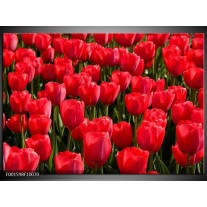 Foto canvas schilderij Tulpen | Rood, Groen, Grijs 