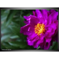 Foto canvas schilderij Bloem | Paars, Groen 