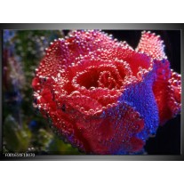 Foto canvas schilderij Roos | Rood, Blauw, Wit 