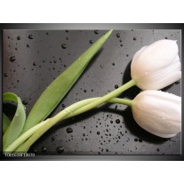 Glas schilderij Tulpen | Wit, Groen, Grijs 