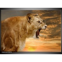 Foto canvas schilderij Leeuw | Creme, Bruin, Wit 