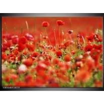 Foto canvas schilderij Klaproos | Groen, Rood, 