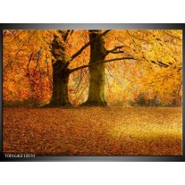 Foto canvas schilderij Bomen | Geel, Groen, Bruin 