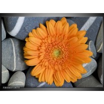 Foto canvas schilderij Bloem | Oranje, Grijs 