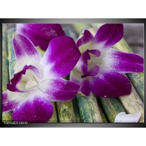 Foto canvas schilderij Bloem | Paars, Wit 