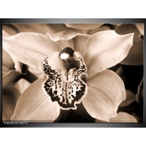 Glas schilderij Orchidee | Sepia, Bruin 