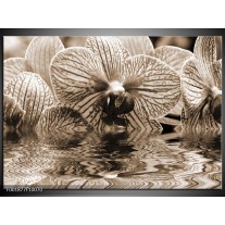 Foto canvas schilderij Orchidee | Sepia, Bruin 