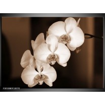 Foto canvas schilderij Orchidee | Sepia, Bruin 