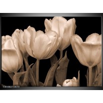 Foto canvas schilderij Tulpen | Sepia, Bruin 