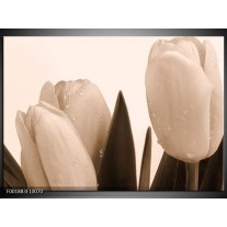 Glas schilderij Tulpen | Sepia, Bruin 