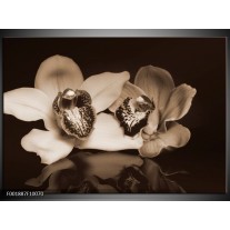 Foto canvas schilderij Orchidee | Sepia, Bruin 