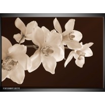 Foto canvas schilderij Orchidee | Sepia, Bruin 