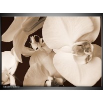 Foto canvas schilderij Orchidee | Sepia, Bruin 