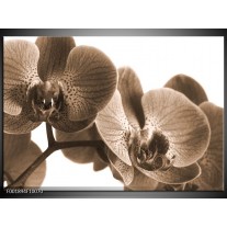 Glas schilderij Orchidee | Sepia 