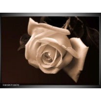 Glas schilderij Roos | Sepia, Bruin 