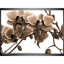 Glas schilderij Orchidee | Sepia, Bruin 