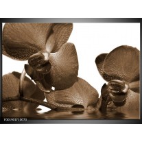 Foto canvas schilderij Orchidee | Sepia, Bruin 