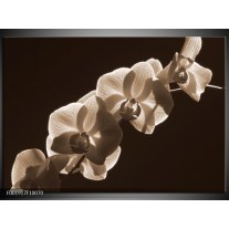 Glas schilderij Orchidee | Sepia, Bruin 