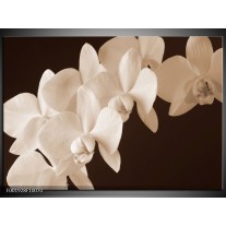 Foto canvas schilderij Orchidee | Sepia, Bruin 