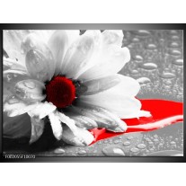 Foto canvas schilderij Bloem | Grijs, Wit, Rood 