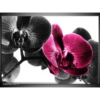 Glas schilderij Orchidee | Zwart, Wit, Roze 