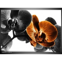 Foto canvas schilderij Orchidee | Zwart, Wit, Oranje 