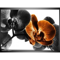 Glas schilderij Orchidee | Zwart, Wit, Oranje 