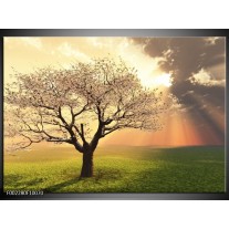 Foto canvas schilderij Boom | Groen, Geel, Wit 