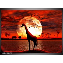 Foto canvas schilderij Dieren | Rood, Wit, Zwart 