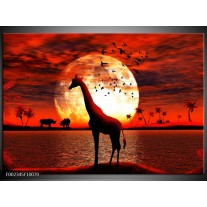 Foto canvas schilderij Dieren | Rood, Wit, Zwart 